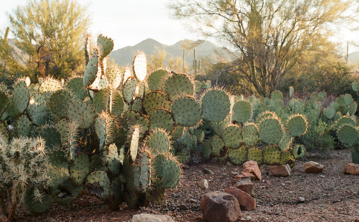 desert landscape with cacti