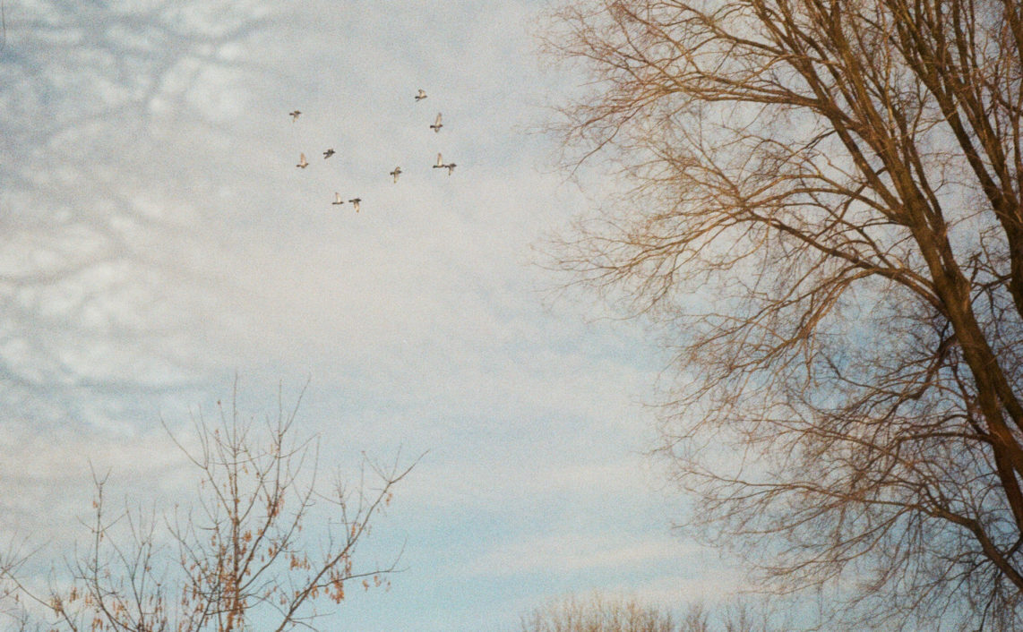 double exposure of birds flying and branches in the sky