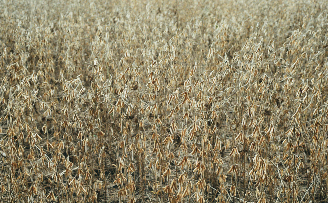 dried out soy field