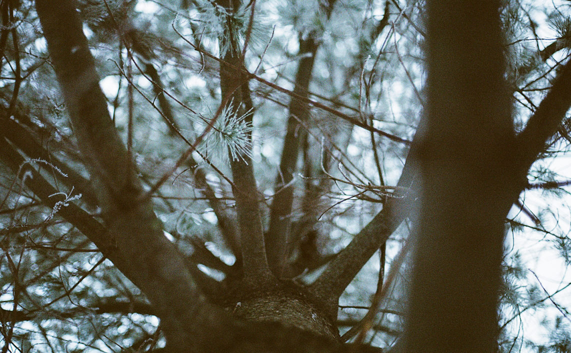 looking up through pine tree branches in winter