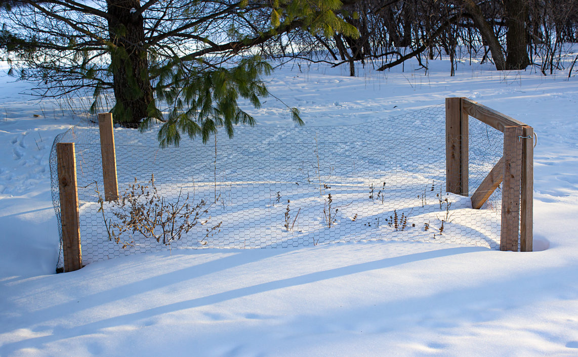 thick layer of snow covers dormant plants in winter
