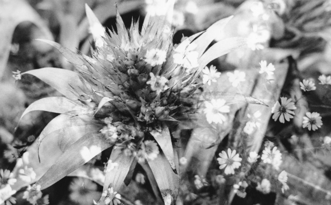 big and small flowers superimposed creating double exposure effect