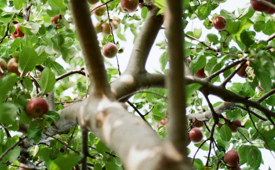 looking up an apple tree