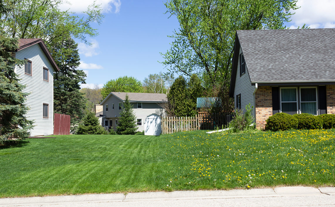 a lawn full of dandelions next to a lawn with no dandelions