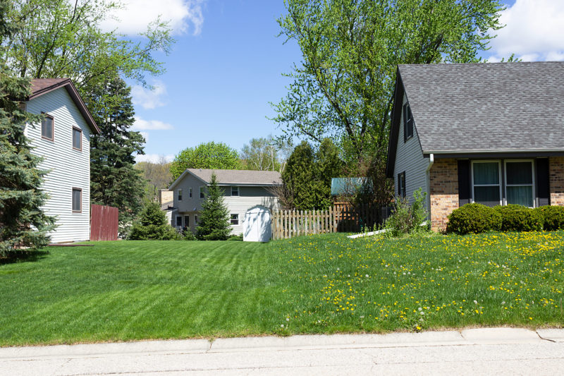 a lawn full of dandelions next to a lawn with no dandelions