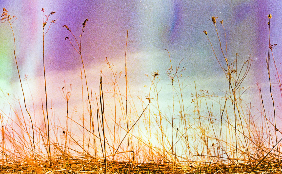 dry grass film soup