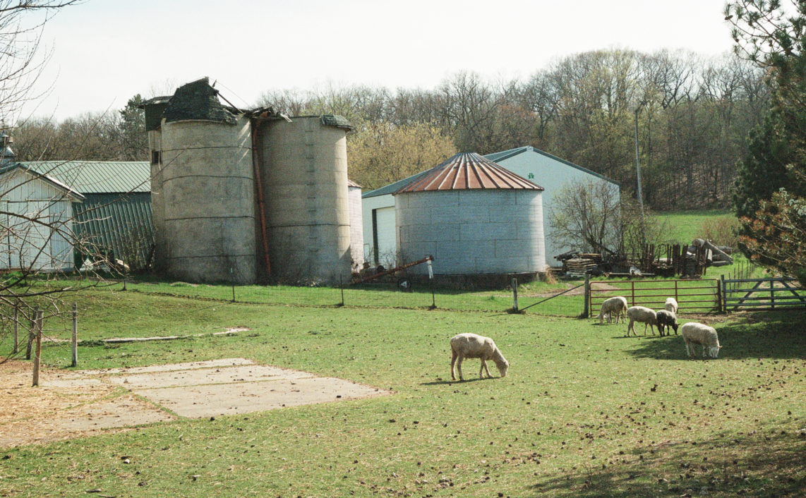 sheep grazing on farm and silos