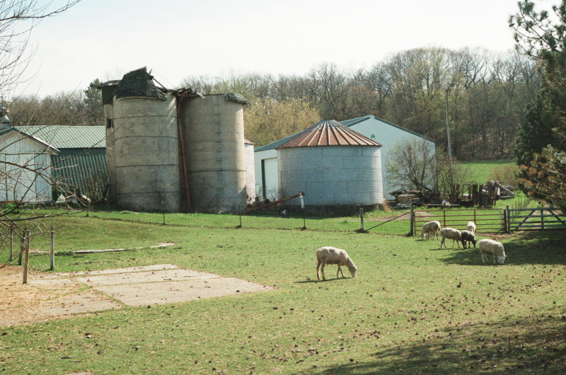 sheep grazing on farm and silos