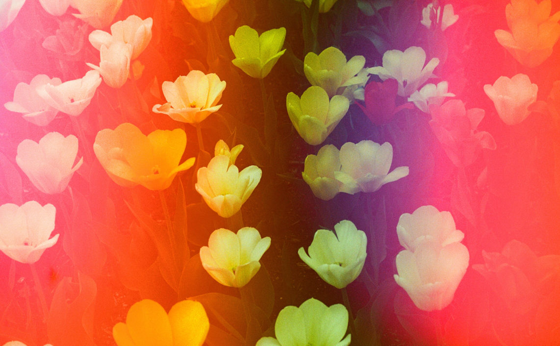 psychedelic tulips red
