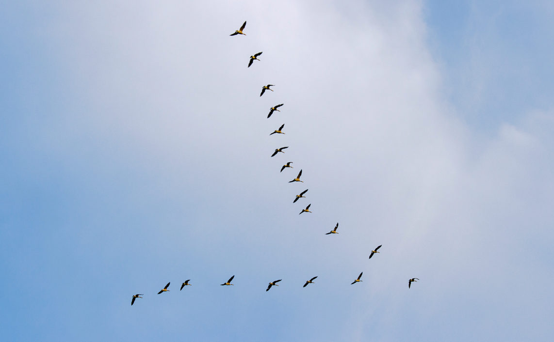 geese flying in v formation