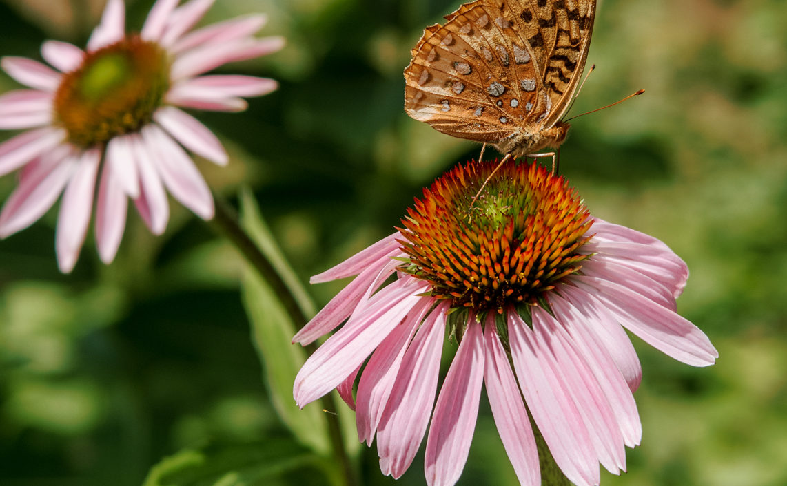 great spangled fritillary butterfly on pink cone flower