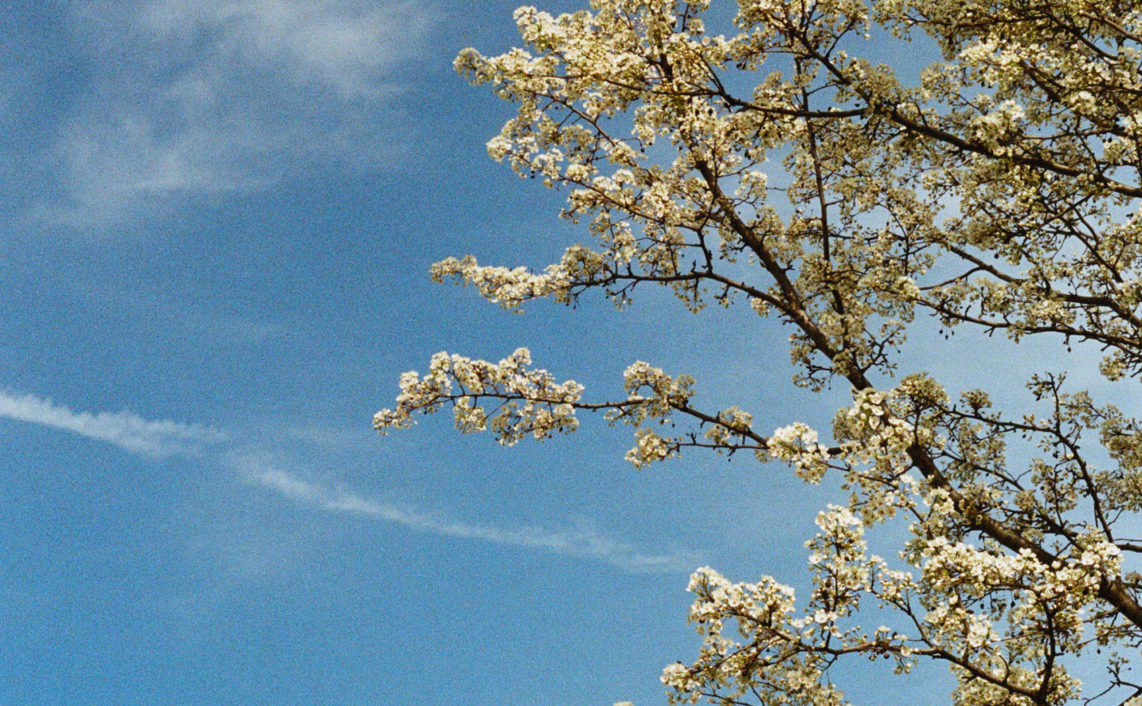 white magnolia branches in spring
