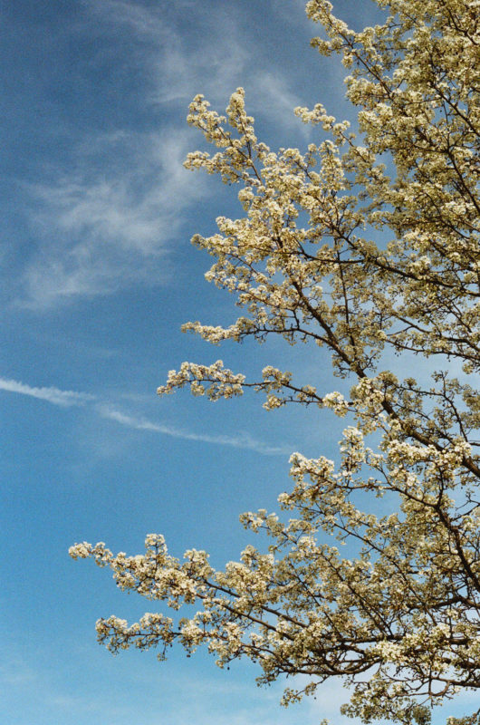 white magnolia branches in spring