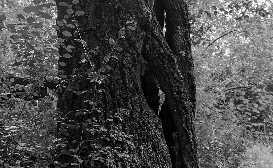 human arm emerging from inside of large tree